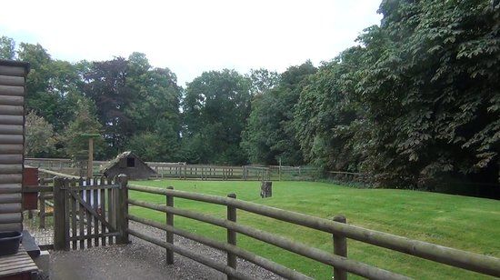 Hawksflight Falconry